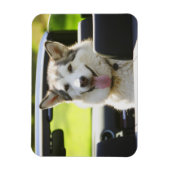 Magnet Flexible Husky à cheval (Vertical)