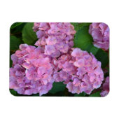 Magnet Flexible Hydrangea hortensia rose pastel en fleurs  (Horizontal)