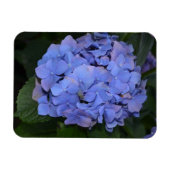Magnet Flexible Hydrangea macrophylla violette rustique (Horizontal)
