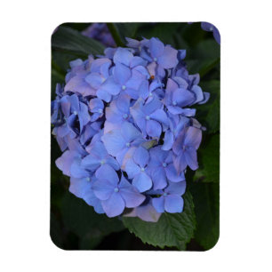 Magnet Flexible Hydrangea macrophylla violette rustique