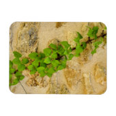 Magnet Flexible Hydrangea petiolaris (Horizontal)