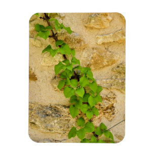 Magnet Flexible Hydrangea petiolaris
