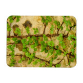 Magnet Flexible Hydrangea petiolaris (Horizontal)