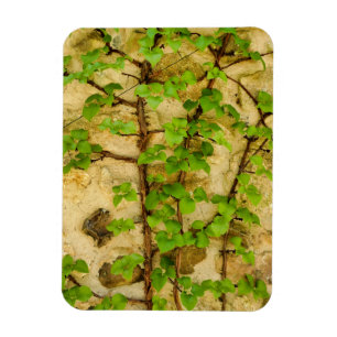 Magnet Flexible Hydrangea petiolaris
