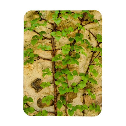 Magnet Flexible Hydrangea petiolaris (Vertical)