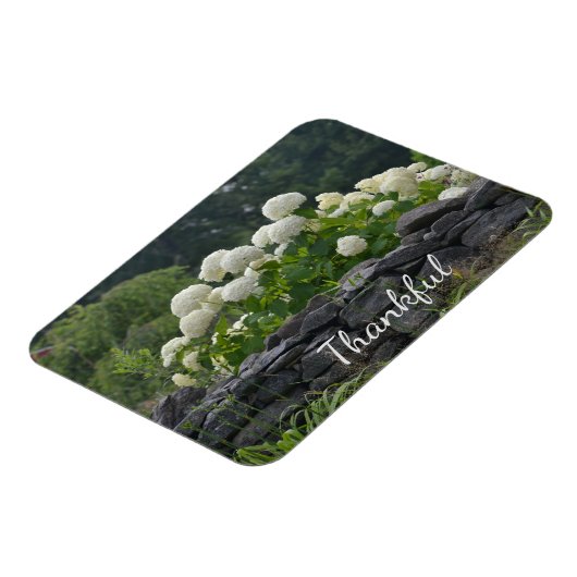 Magnet Flexible Hydrangée blanche Gratitude (Côté Gauche)