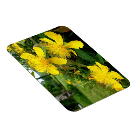 Magnet Flexible Hypericum calycinum (Côté Droit)