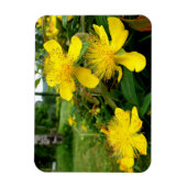 Magnet Flexible Hypericum calycinum (Vertical)