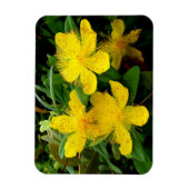 Magnet Flexible Hypericum calycinum (Vertical)