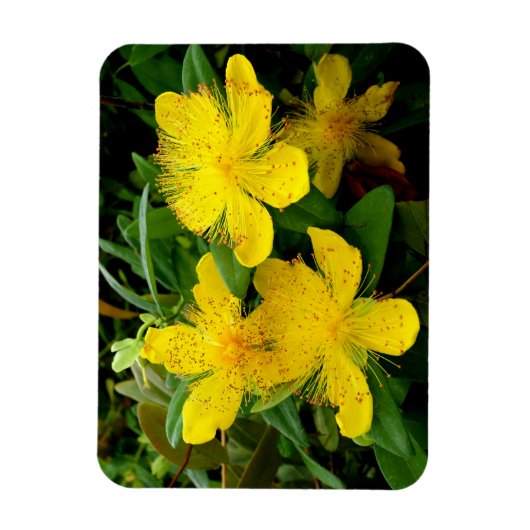 Magnet Flexible Hypericum calycinum (Vertical)
