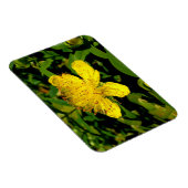 Magnet Flexible Hypericum calycinum (Côté Droit)