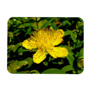 Magnet Flexible Hypericum calycinum