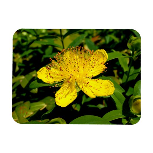 Magnet Flexible Hypericum calycinum (Horizontal)