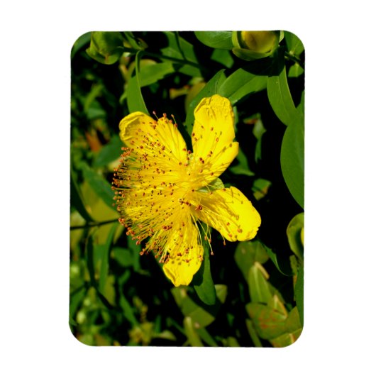 Magnet Flexible Hypericum calycinum (Vertical)