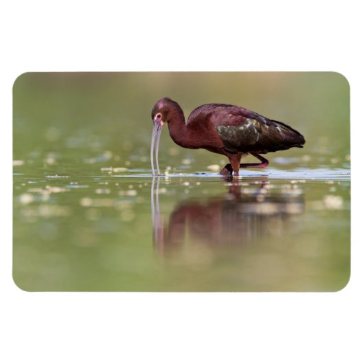 Magnet Flexible Ibis dans les étangs (Horizontal)