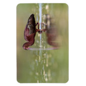 Magnet Flexible Ibis dans les étangs (Vertical)