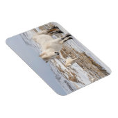 Magnet Flexible Icelandic Horse | Blonduos, Iceland (Côté Droit)