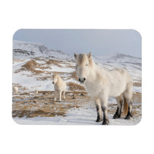 Magnet Flexible Icelandic Horse   Blonduos, Iceland