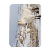 Magnet Flexible Icelandic Horse | Blonduos, Iceland (Vertical)