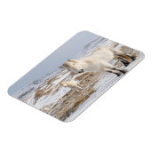 Magnet Flexible Icelandic Horse | Blonduos, Iceland (Côté Gauche)