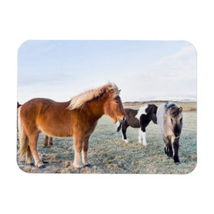 Magnet Flexible Icelandic Horse During Winter on Iceland