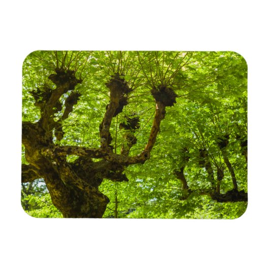Magnet Flexible Île de Sao Miguel (Horizontal)