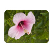 Magnet Flexible Îles Cook, Atiu. Fleur d'hibiscus. (Horizontal)