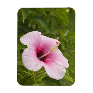 Magnet Flexible Îles Cook, Atiu. Fleur d'Hibiscus.