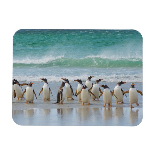 Magnet Flexible Îles Falkland. Île Saunders. Gentoo (Horizontal)