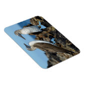 Magnet Flexible Îles Galapagos, île Isabela (Côté Droit)