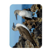 Magnet Flexible Îles Galapagos, île Isabela (Vertical)