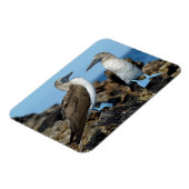 Magnet Flexible Îles Galapagos, île Isabela (Côté Gauche)