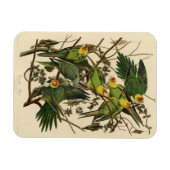 Magnet Flexible Illustration Audubon Carolina Parrot Bird (Horizontal)