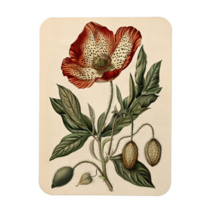 Magnet Flexible Illustration botanique vintage du pavot Flexible