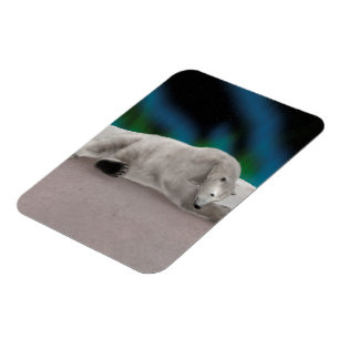 Magnet Flexible Illustration de la nature arctique de l'ours polai