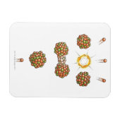 Magnet Flexible Illustration de neutron frappant Uranium-235 (Horizontal)