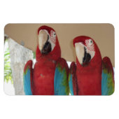 Magnet Flexible Illustration tropicale d'ara rouge (Horizontal)