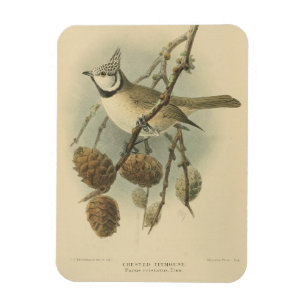Magnet Flexible Illustration vintage de l'European Crested Tit