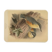 Magnet Flexible Illustration vintage de Nuthatch (Horizontal)
