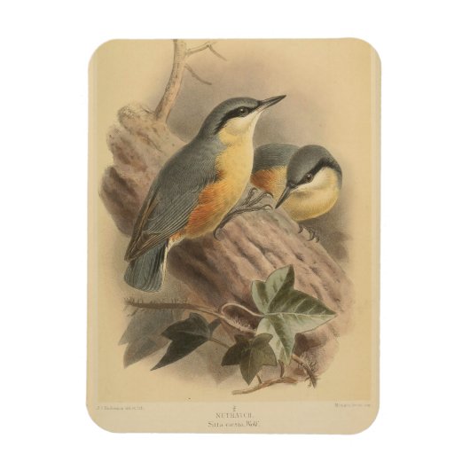 Magnet Flexible Illustration vintage de Nuthatch (Vertical)