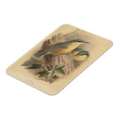 Magnet Flexible Illustration vintage de Nuthatch (Côté Gauche)