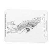 Magnet Flexible Illustration vintage Sphinx (Horizontal)