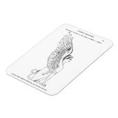 Magnet Flexible Illustration vintage Sphinx (Côté Gauche)