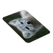 Magnet Flexible Images Getty | Arctic Fox Kit (Côté Droit)
