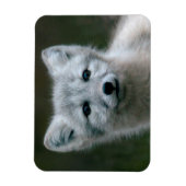Magnet Flexible Images Getty | Arctic Fox Kit (Vertical)