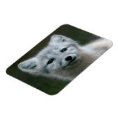 Magnet Flexible Images Getty | Arctic Fox Kit (Côté Gauche)