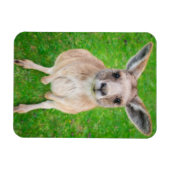 Magnet Flexible Images Getty | Baby Kangaroo (Horizontal)