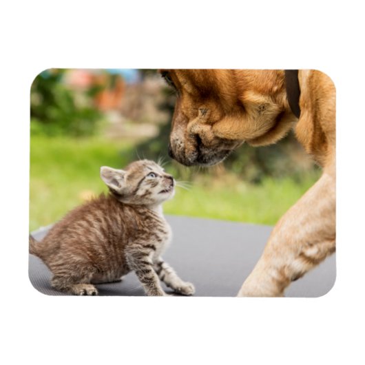 Magnet Flexible Images Getty | Chien et chat en amour (Horizontal)