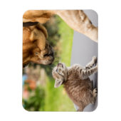Magnet Flexible Images Getty | Chien et chat en amour (Vertical)