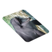 Magnet Flexible Images Getty | Dauphin (Côté Droit)